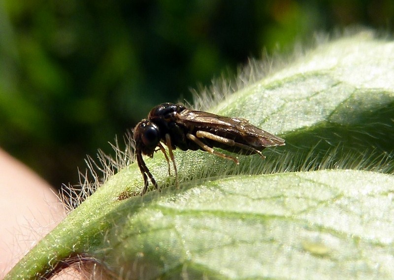 Piccolina da identificare: Tenthredinidae? Chalcidoidea?